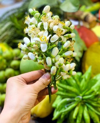 Lùng khắp vườn quê mua loài hoa trắng muốt, thơm lừng bán thu tiền triệu