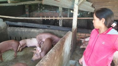 Heo chết hàng loạt sau tiêm vắc xin: Dân nói tiêm đúng, bộ nói tiêm sai - Ảnh 2. Heo chết hàng loạt sau tiêm vắc xin: Dân nói tiêm đúng, bộ nói tiêm sai - Ảnh 2.