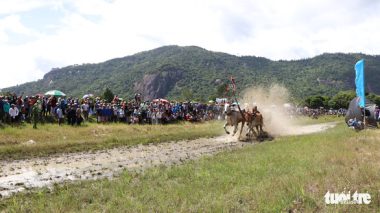 Đua bò mở lại ở An Giang sau dịch COVID-19 - Ảnh 1.