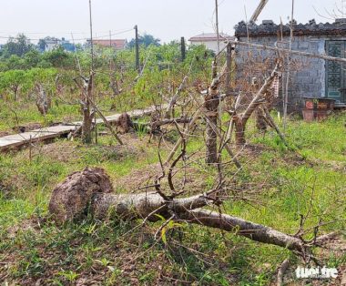 Cả chục ngàn gốc đào làng hoa Thái Bình chết khô khi Tết Nguyên đán cận kề - Ảnh 3.