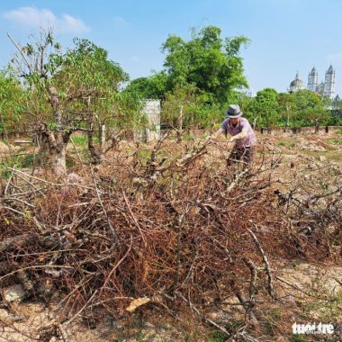 Cả chục ngàn gốc đào làng hoa Thái Bình chết khô khi Tết Nguyên đán cận kề - Ảnh 1.