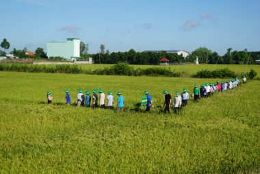 Đồng Tháp tập trung trồng lúa sạch - Ảnh 1.