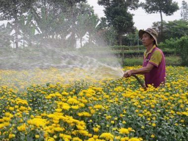 Ngành hoa kiểng rực rỡ bên dòng Sa Giang - Ảnh 3.