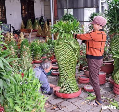 Làng ‘phát lộc’ lo mất Tết vì cây chết hàng loạt - Ảnh 2.