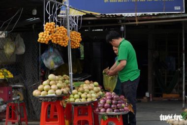 Thanh trà, vú sữa cho trái đầu mùa, nông dân Vĩnh Long rủng rỉnh kiếm tiền tiêu Tết - Ảnh 4.