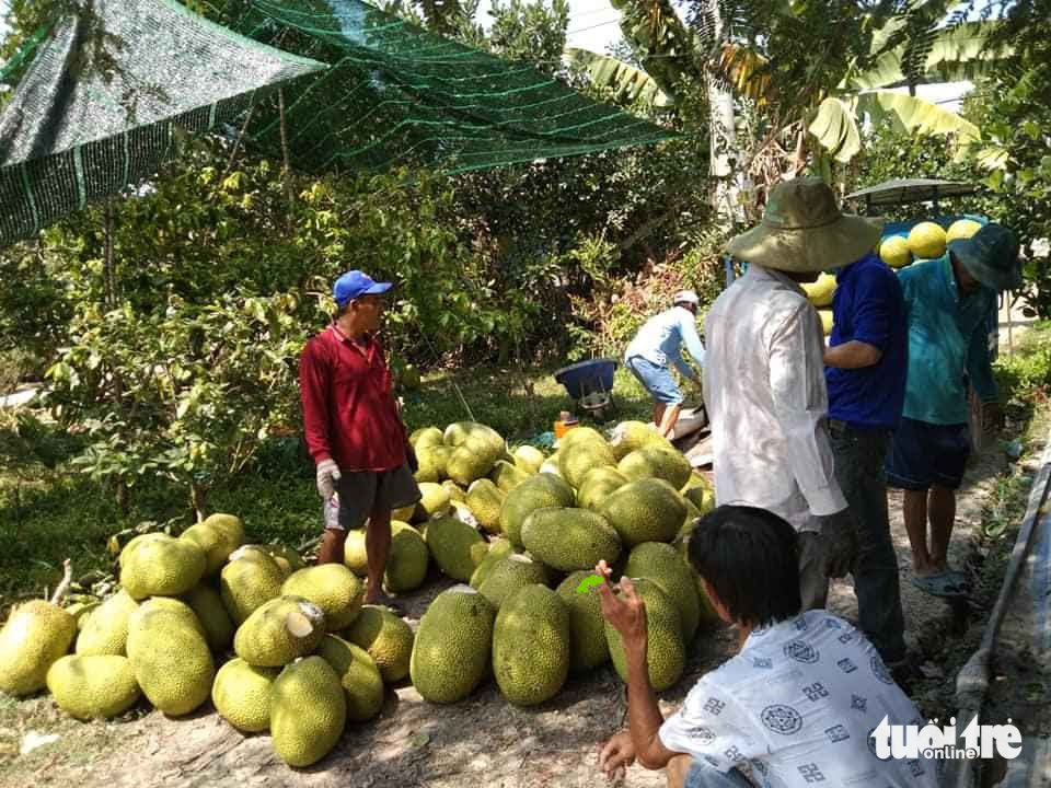 Giá mít miền Tây lại tăng: Nông dân cần thận trọng tăng diện tích - Ảnh 1.