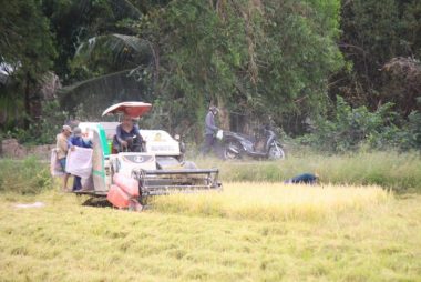 Nước mặn về ít, nông dân mừng. Người dân ở huyện An Biên (Kiên Giang) thu hoạch vụ lúa đông xuân 2022-2023 - Ảnh: CHÍ CÔNG