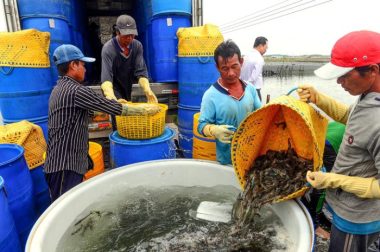 Thu hoạch tôm tại Công ty cổ phần thực phẩm Sao Ta, thị xã Vĩnh Châu, tỉnh Sóc Trăng - Ảnh: QUANG ĐỊNH