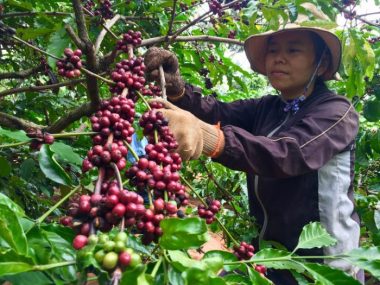 Các vùng nguyên liệu cà phê, hồ tiêu, cao su tại Tây Nguyên đều có nguồn gốc từ đất rừng, tuy nhiên phần lớn nằm ngoài “danh sách cấm” của châu Âu vì hình thành từ lâu, trước năm 2020 - Ảnh: TRUNG TÂN