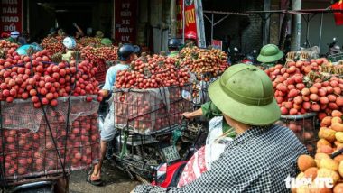 Tại một điểm cân vải ở thị trấn Chũ, huyện Lục Ngạn (Bắc Giang), những người nông dân kiên nhẫn xếp hàng chờ tới lượt vào cân vải - Ảnh: HÀ QUÂN