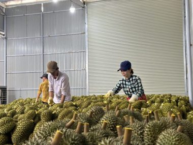 Để có chứng nhận nhãn hiệu sầu riêng riêng, từng trái được chăm chút từ khi trồng đến lúc đóng gói - Ảnh: TRUNG TÂN