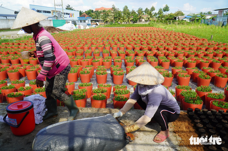 Ruộng hoa của người dân tại Bến Tre đang gặp nhiều bất lợi do thời tiết mưa nhiều trong thời gian qua - Ảnh: MẬU TRƯỜNG