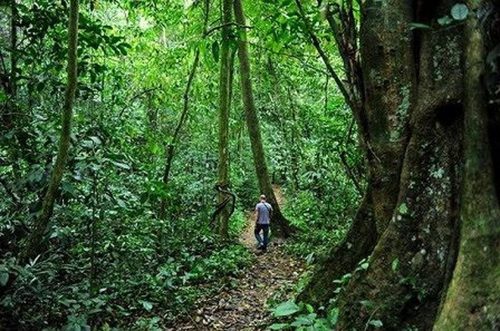 Huyền thoại về loài rắn hổ mây khổng lồ hàng chục kg ở hòn đảo lớn nhất Việt Nam- Ảnh 2.