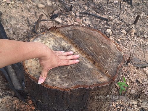 Chuyện lạ ở Bắc Giang: Phá 10ha rừng tự nhiên để trồng... rừng mới, sẽ xem xét khởi tố vụ án- Ảnh 3.