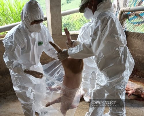 Nông dân mua lợn giống trên mạng về nuôi, chỉ một tuần đã bỏ ăn, ốm chết, ngành chức năng Yên Bái khuyến cáo- Ảnh 2.