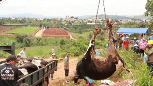 Tiêm vắc xin VDNC có ảnh hưởng đến bò sữa chết ở Lâm Đồng- Ảnh 1.